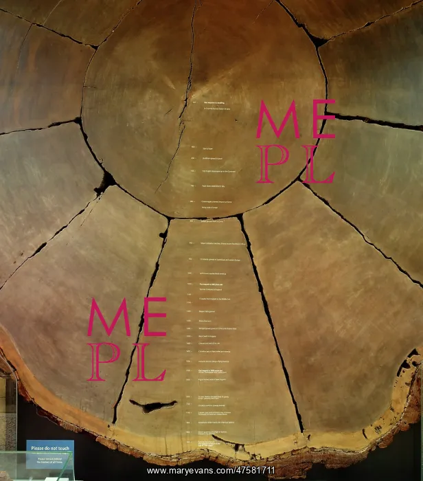 : Sequoiadendron giganteum, giant sequoia : Sequoiadendron giganteum, giant sequoia