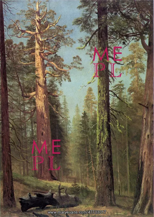  : Sequoias