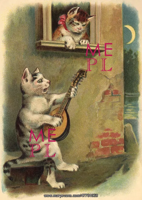  : Serenading Cat