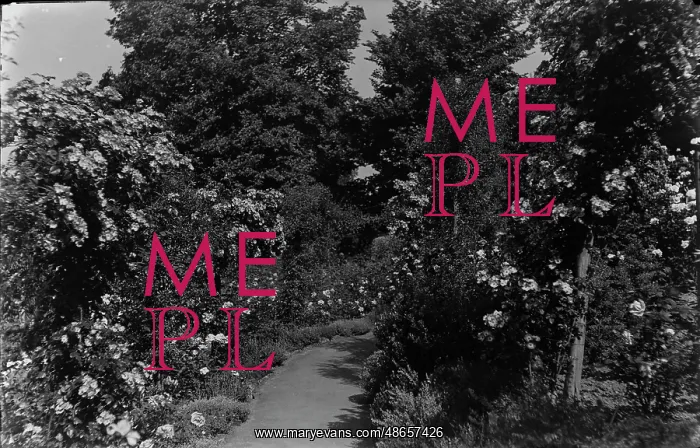 : Serene Garden Path : Serene Garden Path