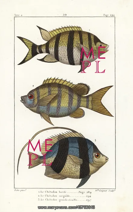 : Sergeant major fish and pennant coralfish : Sergeant major fish and pennant coralfish