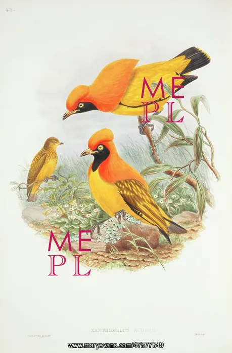 : Sericulus aureus, flame bowerbird : Sericulus aureus, flame bowerbird