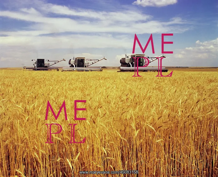  : Series of Three Grain Harvesters Moving Through Wheat Field