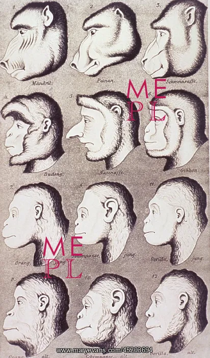 : A series of primate heads progressively ? : A series of primate heads progressively ?
