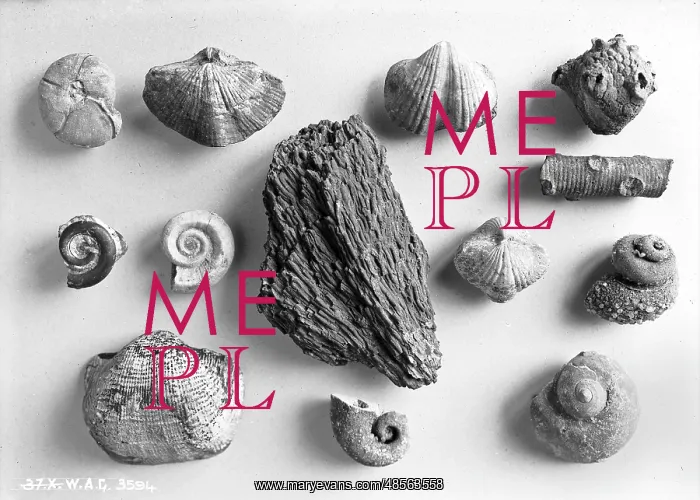: Series of unidentified fossils on a light grey background : Series of unidentified fossils on a light grey background