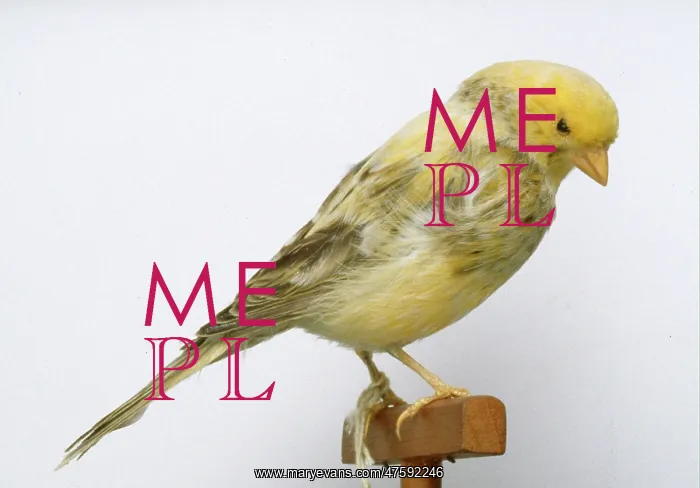 : Serinus canaria, island canary : Serinus canaria, island canary