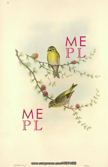 : Serinus serinus, European serin : Serinus serinus, European serin