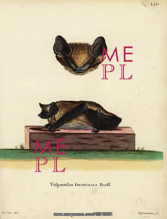 : Serotine bat, Eptesicus serotinus serotinus : Serotine bat, Eptesicus serotinus serotinus