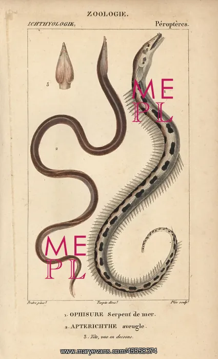 : Serpent eel, Ophisurus serpens, and European : Serpent eel, Ophisurus serpens, and European