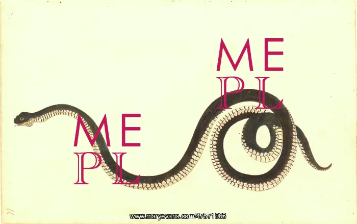 : Serpentes (suborder), snake : Serpentes (suborder), snake