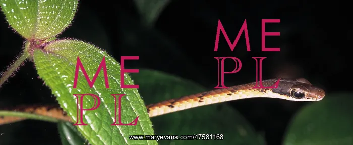 : Serpentes (suborder), snake : Serpentes (suborder), snake
