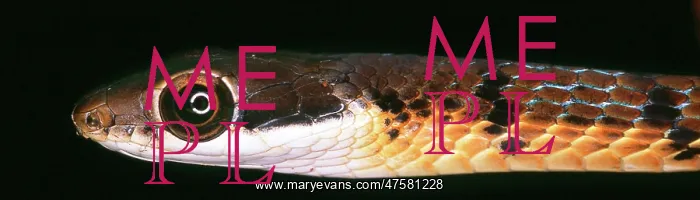 : Serpentes (suborder), snake : Serpentes (suborder), snake