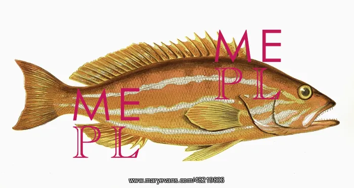 : Serranus cabrilla, or Comber : Serranus cabrilla, or Comber