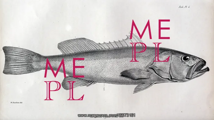 : Serranus olfax : Serranus olfax