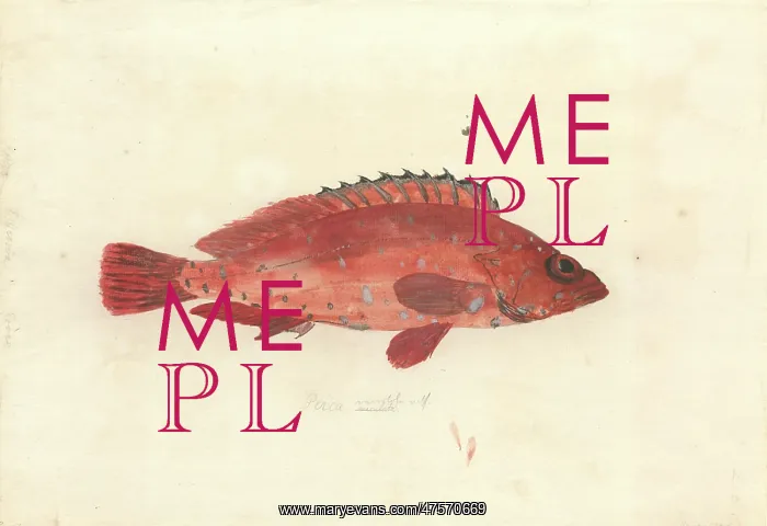 : Serranus variolosa : Serranus variolosa