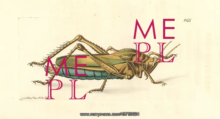 : Serrate lubber grasshopper, Prionolopha serrata : Serrate lubber grasshopper, Prionolopha serrata