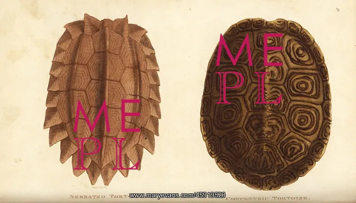 : Serrated tortoise and diamondback terrapin : Serrated tortoise and diamondback terrapin