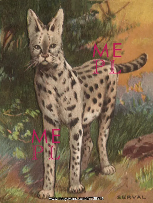  : Serval