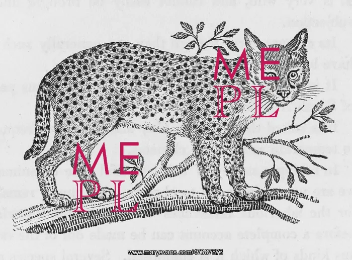 : SERVAL (BEWICK) : SERVAL (BEWICK)