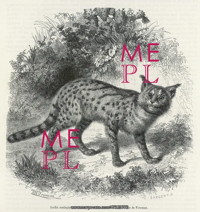  : SERVAL CAT 1857