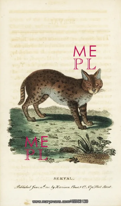 : Serval cat, Leptailurus serval : Serval cat, Leptailurus serval