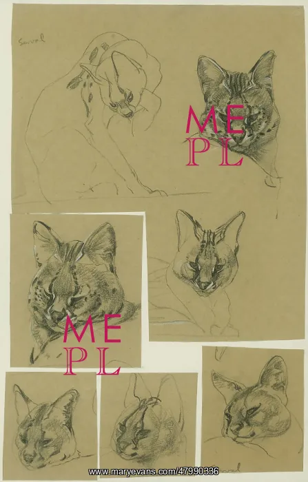  : Serval Heads