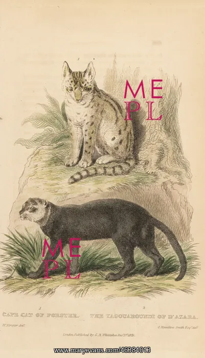 : Serval and jaguarundi : Serval and jaguarundi