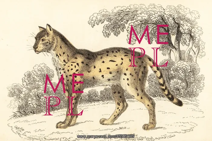 : Serval, Leptailurus serval : Serval, Leptailurus serval