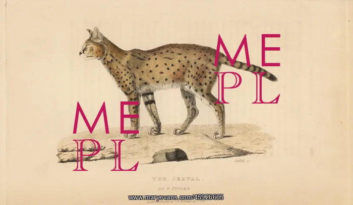 : Serval, Leptailurus serval, of Ferdinand Cuvier : Serval, Leptailurus serval, of Ferdinand Cuvier