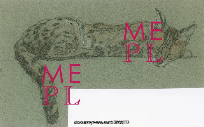  : Serval sleeping