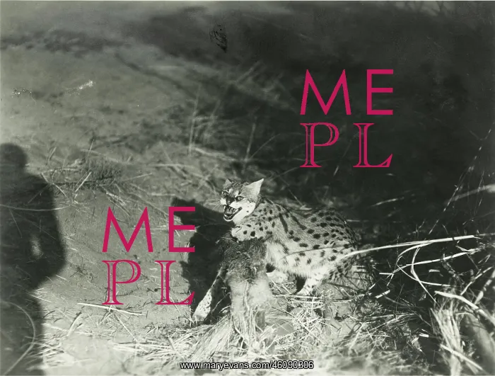 : A Serval in a trap. May 1927 : A Serval in a trap. May 1927