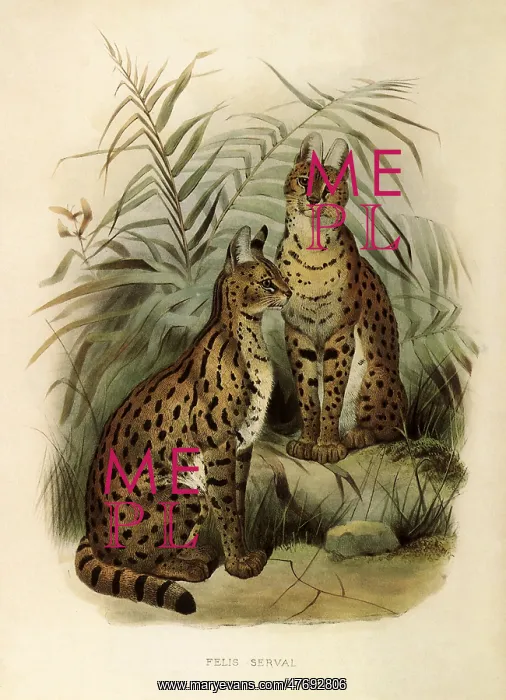  : Two Servals