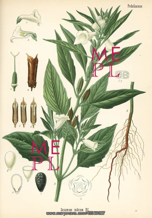 : Sesame, Sesamum indicum : Sesame, Sesamum indicum
