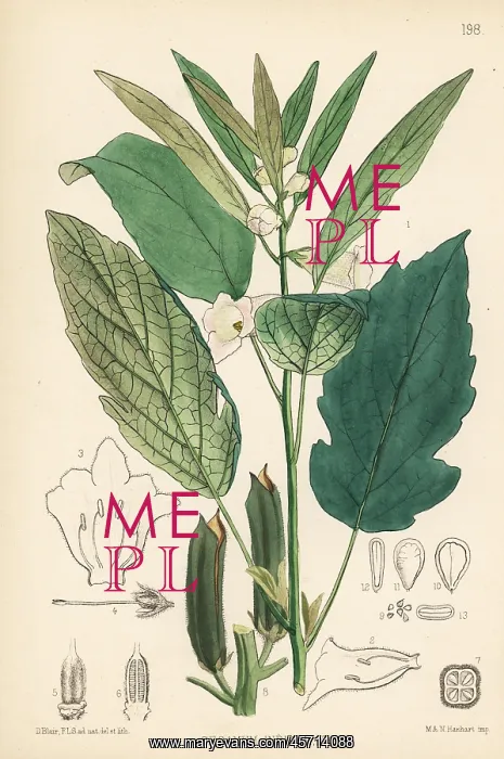 : Sesame, til or gingeli, Sesamum indicum : Sesame, til or gingeli, Sesamum indicum