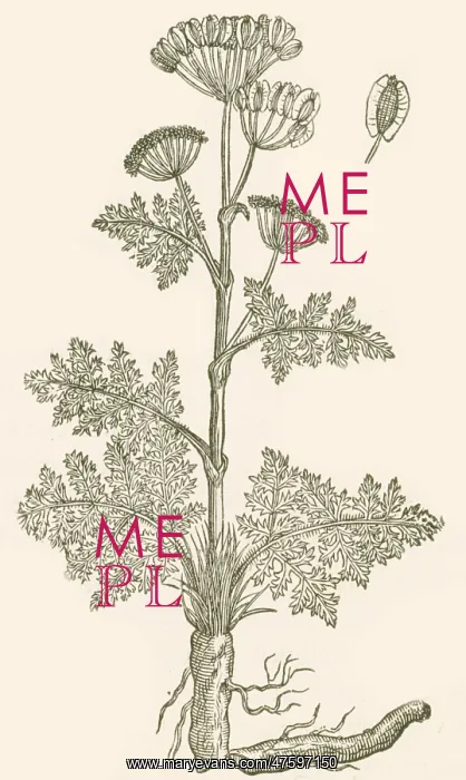 : Seseli, Herbaceous Perennial : Seseli, Herbaceous Perennial