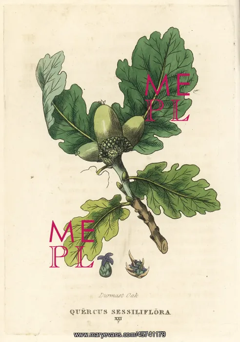 : Sessile oak, Quercus petraea : Sessile oak, Quercus petraea