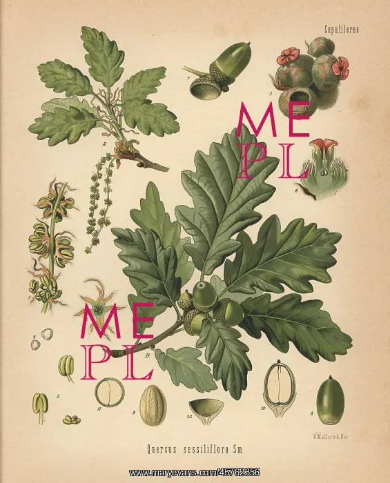 : Sessile oak, Quercus petraea : Sessile oak, Quercus petraea
