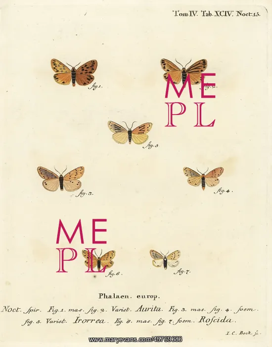 : Setina aurita, dew moth and Setina roscida : Setina aurita, dew moth and Setina roscida