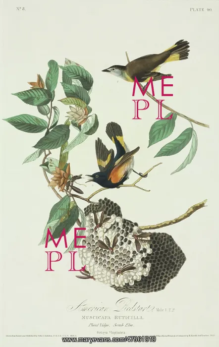 : Setophaga ruticilla, American redstart : Setophaga ruticilla, American redstart
