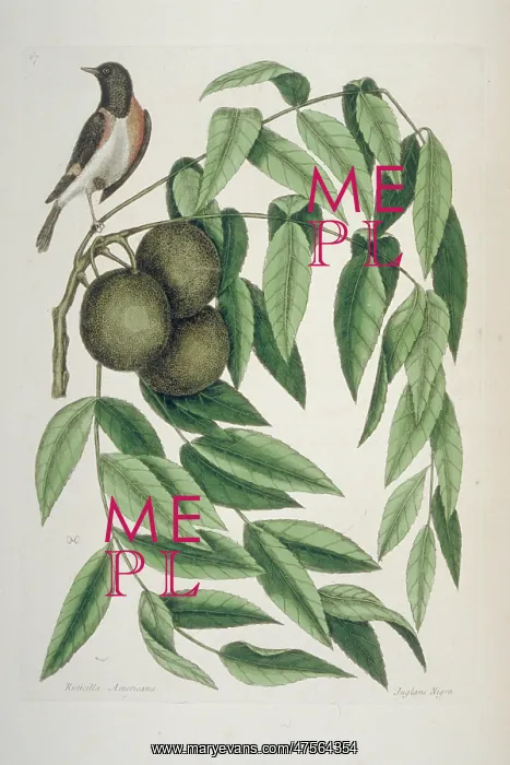 : Setophaga ruticilla, American redstart : Setophaga ruticilla, American redstart