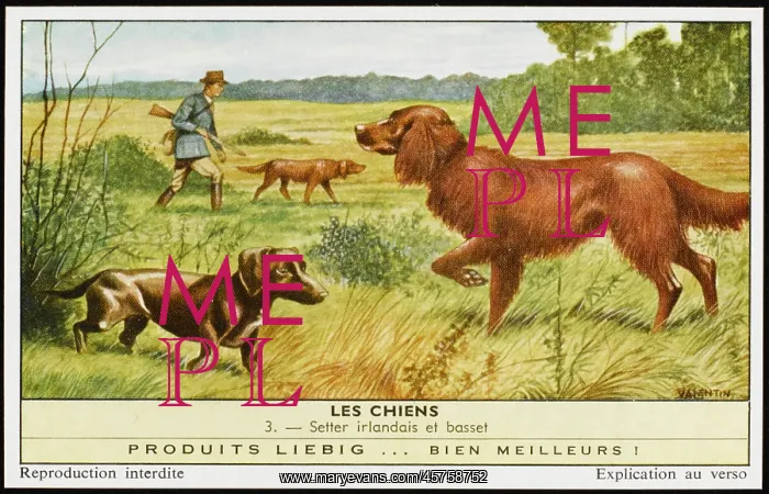  : SETTER AND BASSET