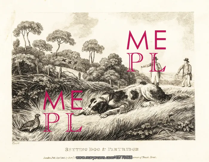 : A setter creeps up on a game bird : A setter creeps up on a game bird