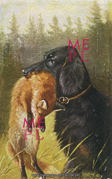  : SETTER WITH DEAD FOX
