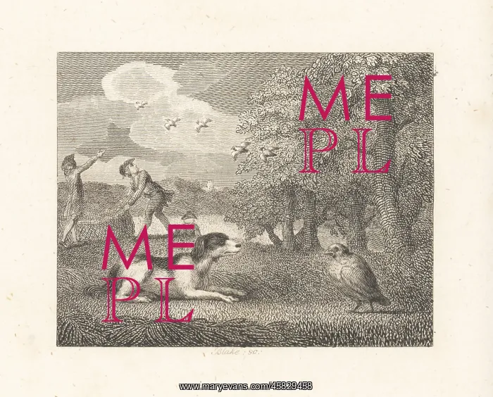 : The Setting-Dog and the Partridge : The Setting-Dog and the Partridge