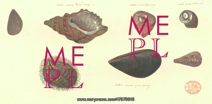 : Seven molluscs, including two bivalves and five gastropods : Seven molluscs, including two bivalves and five gastropods