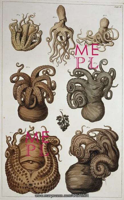 : Seven squid and octopuses : Seven squid and octopuses