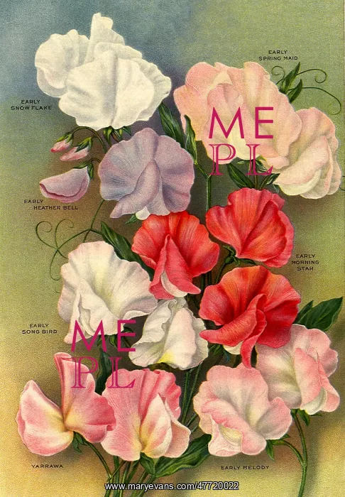  : Seven Sweet Peas