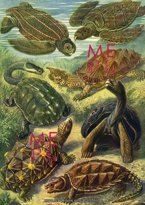  : Seven Turtles