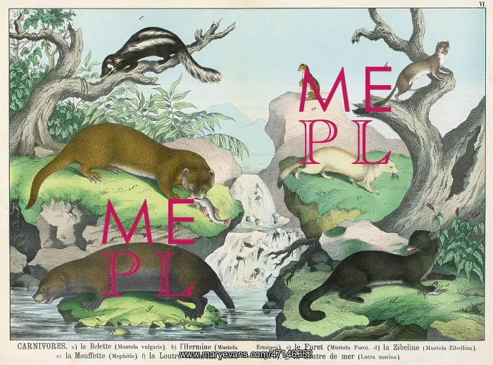 : Seven types of carnivore : Seven types of carnivore