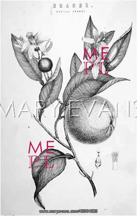 : SEVILLE ORANGE & BLOSSOM : SEVILLE ORANGE & BLOSSOM